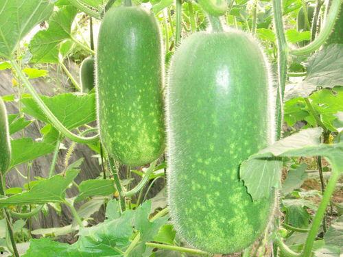 六组吃瓜日常,揭秘娱乐圈幕后故事