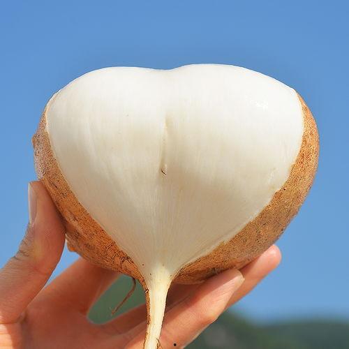 土瓜水果怎么吃,解锁美味新体验