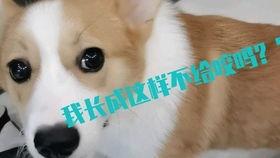 小柯基日常吃瓜,每日一瓜，快乐无边