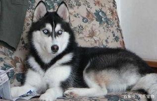 哈士奇吃瓜完整视频,萌宠搞笑瞬间大盘点