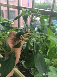 各个主播吃树叶瓜,奇趣食验背后的生态探索之旅