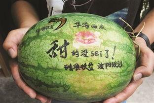 吃瓜恐龙图片,揭秘吃瓜恐龙的趣味瞬间  第3张