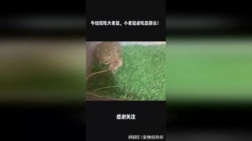 吃瓜老鼠梗  第2张
