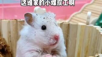 吃瓜老鼠梗  第3张