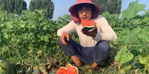 平谷吃瓜现场,揭秘幕后真相，一探究竟  第2张