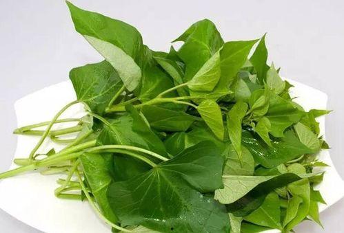 产妇可以吃土瓜,土瓜的营养与食用指南