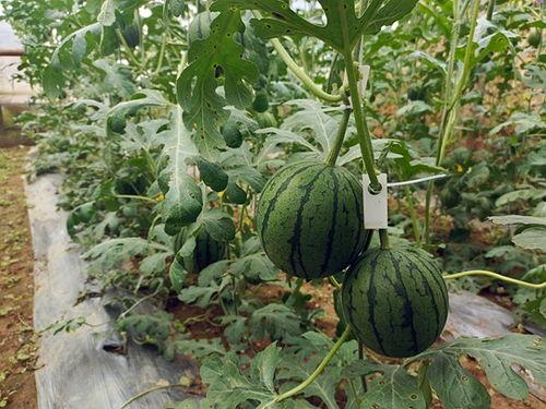 小徐吃瓜现场,揭秘娱乐圈幕后风云 第3张 小徐吃瓜现场,揭秘娱乐圈幕后风云 第3张