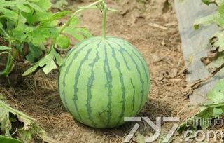 农村瓜不熟可以吃,农村瓜果的早尝奥秘  第3张