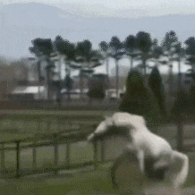 群众吃瓜动态表情,揭秘网络社交新潮流  第2张