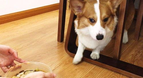 怎么教狗吃瓜  第2张