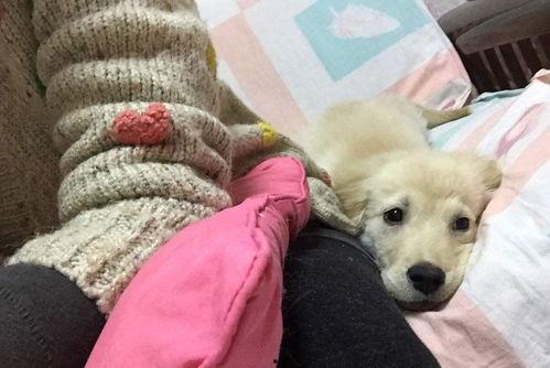 怎么教狗吃瓜  第3张