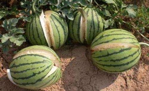 金乡吃瓜视频真实记录,真实记录一场民间盛宴  第2张