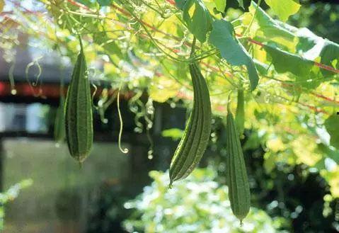 吃瓜少女石榴籽,揭秘娱乐圈的甜蜜与苦涩 第3张 吃瓜少女石榴籽,揭秘娱乐圈的甜蜜与苦涩 第3张