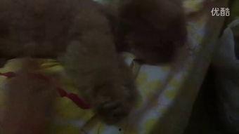 豹纹吃瓜的视频,揭秘网红美食背后的故事