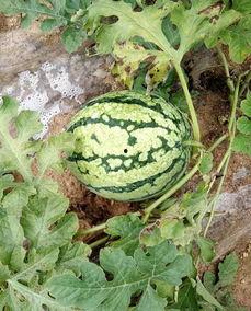 吃瓜趣谈君  第3张