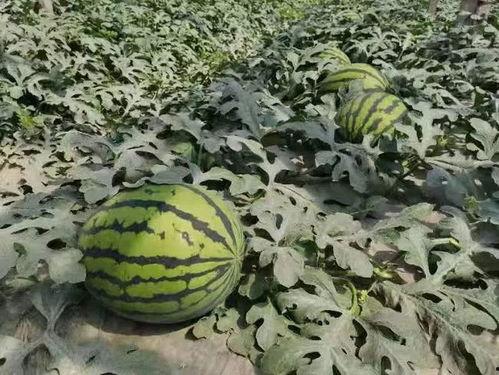 寿光东城吃瓜事件,一场引发社会关注的网络风波