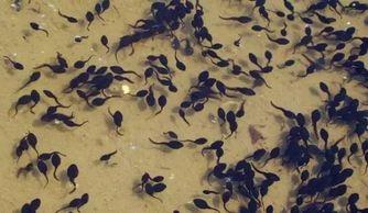 麦秸垛吃瓜,探寻乡村生活的悠闲时光  第2张