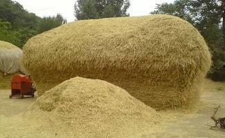 麦秸垛吃瓜,探寻乡村生活的悠闲时光  第3张