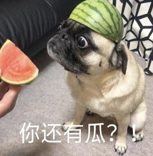 吐槽吃瓜的人,人生如戏，全靠“吃瓜”  第3张