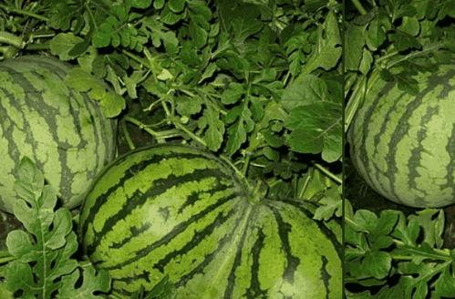 康熙吃瓜的视频,揭秘宫廷中的趣味生活瞬间  第3张