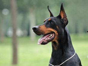 杜宾犬吃瓜现场照片真实,萌态十足引网友热议