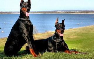 杜宾犬吃瓜现场照片真实,萌态十足引网友热议  第2张