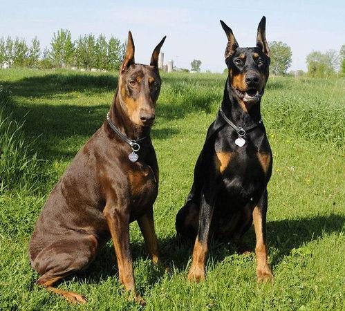 杜宾犬吃瓜现场照片真实,萌态十足引网友热议  第3张