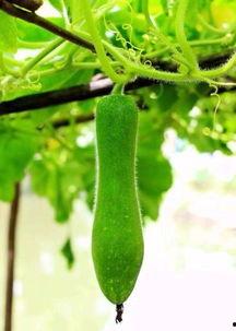 农村吃的瓜  第2张