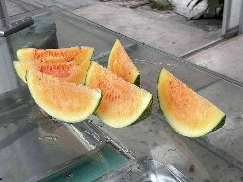 农村吃的瓜  第3张