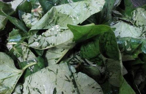 瓜叶子怎样做着吃,探索清新口感与营养的完美结合  第2张