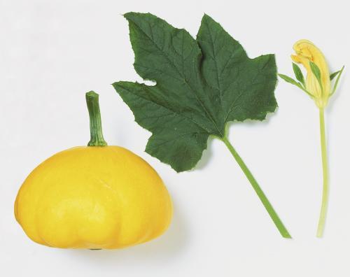 瓜叶子怎样做着吃,探索清新口感与营养的完美结合  第3张