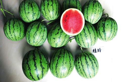 南宁行健吃瓜群,揭秘校园生活趣味瞬间