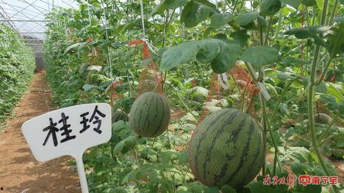 南宁行健吃瓜群,揭秘校园生活趣味瞬间 第3张 南宁行健吃瓜群,揭秘校园生活趣味瞬间 第3张