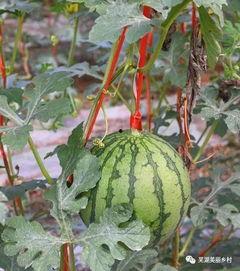 施瓜咋吃,解锁夏日美味新境界 第2张 施瓜咋吃,解锁夏日美味新境界 第2张