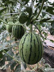 小网红吃瓜,揭秘娱乐圈幕后真相 第3张 小网红吃瓜,揭秘娱乐圈幕后真相 第3张