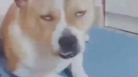 头盔哥吃瓜,揭秘娱乐圈幕后真相