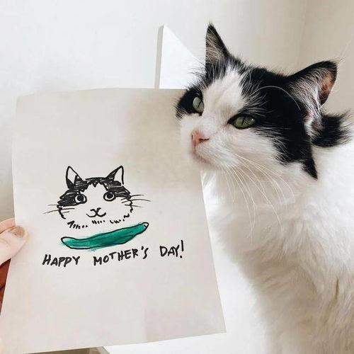 猫咪头像吃瓜图片卡通,卡通猫咪的趣味日常  第3张