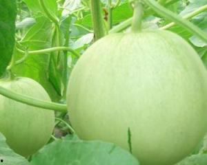 孕妇可以吃八一瓜吗,孕妇可以食用八一瓜吗？安全指南解析