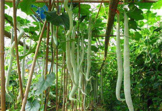 泰国吃蛇瓜,探寻蛇瓜的独特风味 第3张 泰国吃蛇瓜,探寻蛇瓜的独特风味 第3张