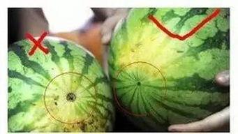 吃生硬的瓜,探索生硬瓜的独特风味  第2张