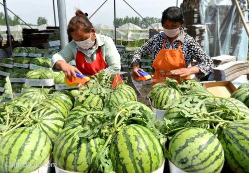 吃生硬的瓜,探索生硬瓜的独特风味  第3张