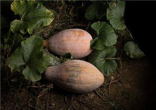 晚上吃瓜放屁,轻松放屁生活小贴士