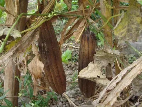 有痔疮可以吃瓜  第3张