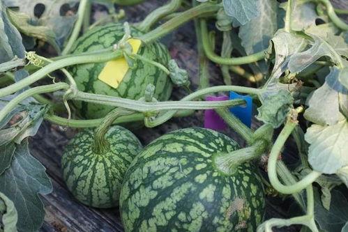 什么时候吃瓜视频,吃瓜视频的最佳时间揭秘