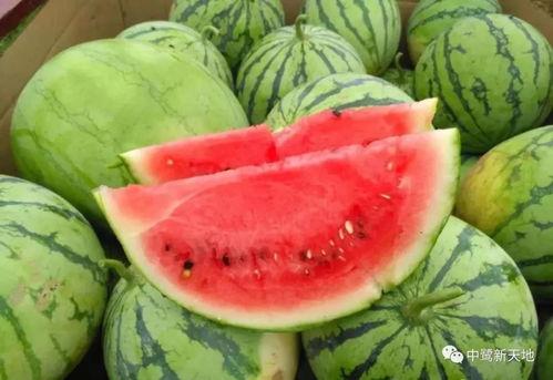 什么时候吃瓜视频,吃瓜视频的最佳时间揭秘  第3张