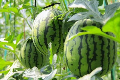 17ccc吃瓜爆料免费吃瓜,畅享瓜界盛宴！  第2张