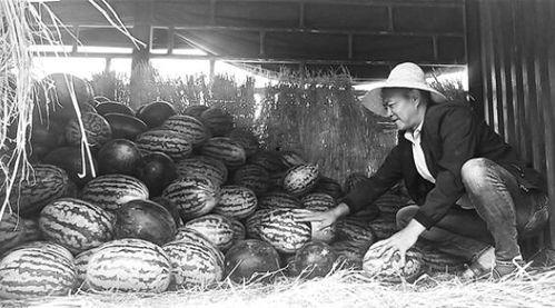 武义吃瓜群众事件,网络舆论下的社会现象解析  第2张