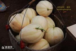 今日瓜吃瓜不信瓜,吃瓜不信瓜,真相大揭秘 第2张 今日瓜吃瓜不信瓜,吃瓜不信瓜,真相大揭秘 第2张