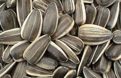 吃瓜不嫌籽多,揭秘瓜界那些事儿