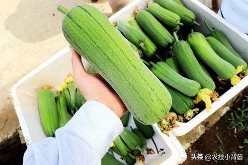 吃瓜不嫌籽多,揭秘瓜界那些事儿  第3张